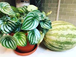 How to propagate peperomia argyreia. Watermelon Peperomia 1 Vital Care Tip And How To Propagate