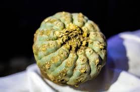 Number Of Greenhouses Required To Grow A Million Peyote - Cactus  Conservation Institute