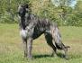Scottish Deerhound Dog Breed Information, Pictures ...