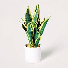 Whatever you call it, this plant is so much more than. Snake Plant Sansevieria Trifasciata Greenwey Creation