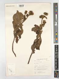 Image result for Bothriocline