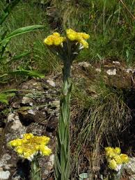 Image result for Helichrysum cephaloideum