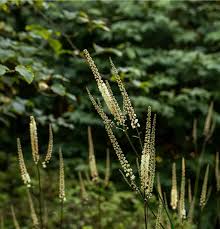 Image result for Faurea racemosa