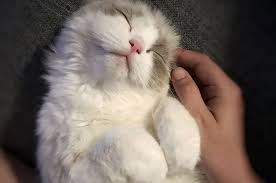 Pelajari apa saja tentang penyebab, tanda, gejala demam pada kucing dan apa yang perlu diketahui tentang bagaimana cara mengukur suhu tubuh pada kucing di. Ciri Ciri Kucing Sakit Berikut Cara Mengobatinya Agar Sehat Kembali Semua Halaman Kids