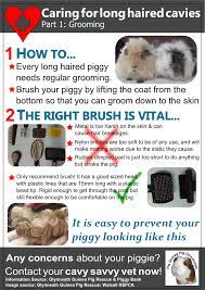 Pin On Share Anything Guinea Pig Here