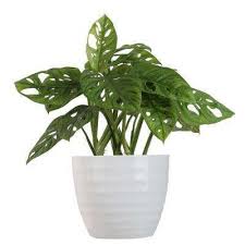 These features allow the plant to withstand periods of drought, a common occurrence in. Special Buys House Plants Indoor Plants The Home Depot Live Indoor Plants Plants Indoor Plants