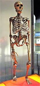 L'uomo di neanderthal deve il suo nome alla località in cui furono rinvenuti i primi resti, la valle del versione dei nuovi angeli del brano l'uomo di neanderthal degli hotlegs perchè ogni tanto essere. Homo Neanderthalensis Wikipedia