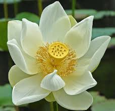 Lotus Blossom Meaning Lotus Flower Has Special Significance In Hinduism Where Its Meaning White Lotus Flower Unusual Flowers Lotus Flower Symbolism