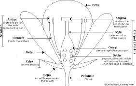 Plant cell diagram enchanted learning. Flower Anatomy Printout Enchantedlearning Com Parts Of A Flower Diagram Of A Flower Flower Anatomy