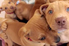 Check spelling or type a new query. Animal Shelter Fundraising Ideas Best Friends Animal Society