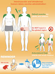 For infants and younger children receiving more than two injections in a single limb, the thigh is the preferred site because of the greater muscle mass. 5 5 5 What Do We Need To Know About Regimens Doses And Schedules Caninerabiesblueprint Org