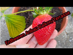 Erdbeere ist nicht gleich erdbeere. Erdbeeren Auf Balkon Terrasse Anbauen Erdbeeren Anbauen Topf Hangeampel Hangende Erdbeeren Pflege Youtube