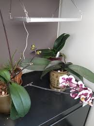Here is an image of the new growth being produced on this cattleya orchid that has been under the lights. I Grow My Orchids Entirely Under Artificial Light In My Office Everything Is Blooming Or About To Rebloom Orchids