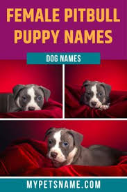 This is a list of individual famous actual dogs; 120 Best Girl Pet Names Ideas Girl Pet Names Pet Names Names