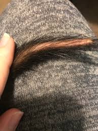 Pruritus is the sensation of itchiness that prompts an animal to scratch. Adrenal Or Rat Tail More Info In Comments Ferrets