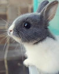 Pin On Cute Animals
