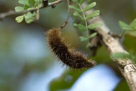 Image result for Ormocarpum trichocarpum