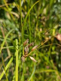 Image result for Bolboschoenus