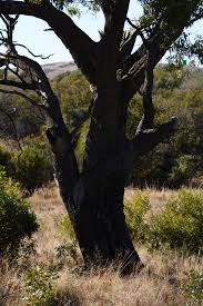 Image result for Faurea