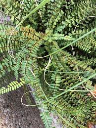 Image result for Asplenium emarginatum