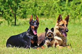 Our resort is staffed by passionate pet. Dog Boot Camp Los Angeles Protective Or Puppy Doesn T Matter