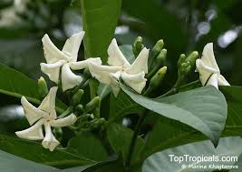 Image result for Voacanga