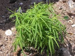 Image result for Scoparia