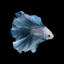 They have shorter fins with a heart shaped back fin. We Suggest Adorable Names For Your Delicate Darling Betta Fish Pet Ponder