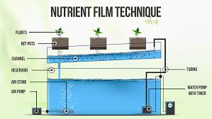 Image result for nft hydroponics