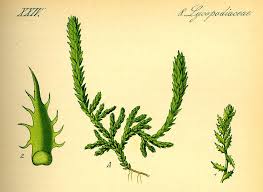 Image result for Selaginellaceae