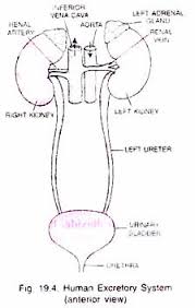 Types Of Human Excretory System With Diagram