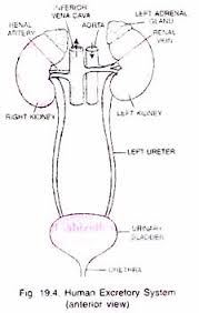 types of human excretory system with diagram