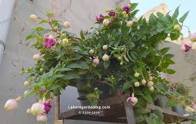 Filtered light throughout the day, under lath or other restraint is best. How To Grow Fuchsia In Hot Climate Lahore Garden Geek