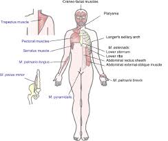 This diagram depicts muscle of the body diagrams 7441054 with parts and labels. Localization Of Pc Remnants In The Human Body To The Right Of The Download Scientific Diagram
