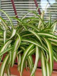 Image result for Chlorophytum anceps