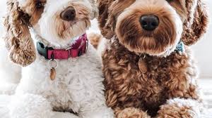 Aussiedoodle puppies for sale, aussiedoodle dogs for adoption and aussiedoodle dog breeders. Australian Labradoodles Vs Labradoodles What Is The Difference Labradoodles Dogs
