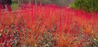 Image result for Cornus