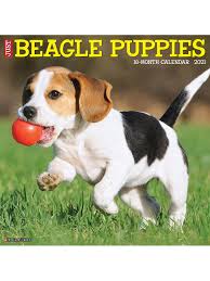 Look at pictures of beagle puppies in florida who need a home. Willow Creek Wall Calendar Beagle Puppies Office Depot