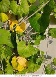 Image result for Pergularia daemia