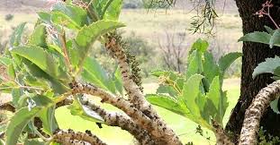 Image result for Cyphostemma barbosae