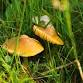 Fantastic Fungi of Gilfach event in Rhayader