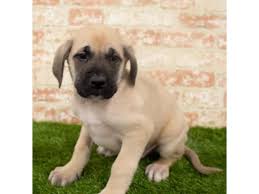 Find kangal dogs for sale on oodle classifieds. Mastiff Puppies Petland St Louis Missouri