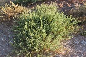 Image result for Atriplex suberecta