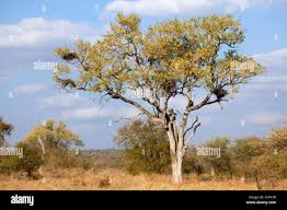 Image result for Combretum imberbe