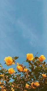 Background Yellow Pastel Tumblr Background Yellow Pastel In 2020 Flowers Photography Wallpaper Pastel Aesthetic Iphone Wallpaper Yellow