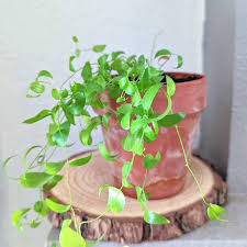 Image result for Asparagus asparagoides