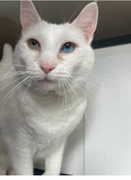 Two missing dogs found safe by kind strangers