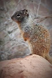 Zion National Park Visitor National Parks Animals Zion National Park