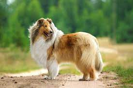 Je Hond Weet Wanneer Je Je Slecht Voelt