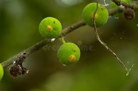 Image result for Ficus exasperata